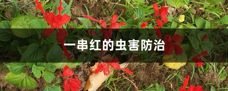 一串红的虫害防治 一串红的虫害防治