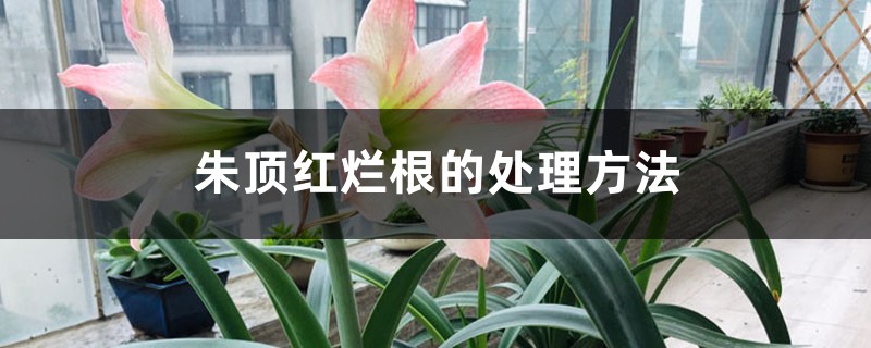 朱顶红烂根的处理方法 朱顶红烂根的处理方法