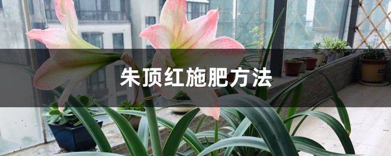 朱顶红施肥方法 朱顶红施肥方法