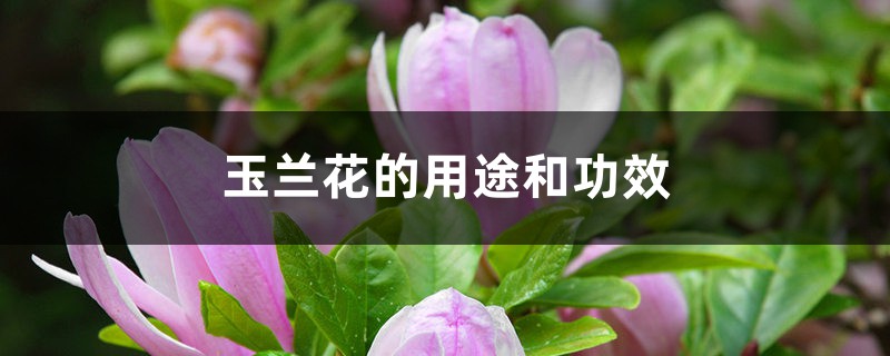 玉兰花的用途和功效 玉兰花的用途和功效