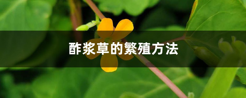 酢浆草的繁殖方法 酢浆草的繁殖方法