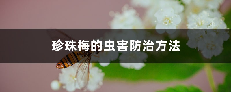 珍珠梅的虫害防治方法 珍珠梅的虫害防治方法