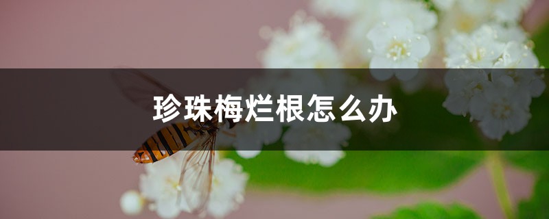 珍珠梅烂根怎么办 珍珠梅烂根怎么办