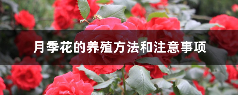 月季花的养殖方法和注意事项 花百科