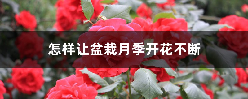 怎样让盆栽月季开花不断 怎样让盆栽月季开花不断