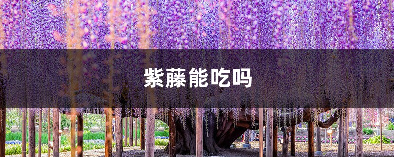 紫藤能吃吗 紫藤能吃吗