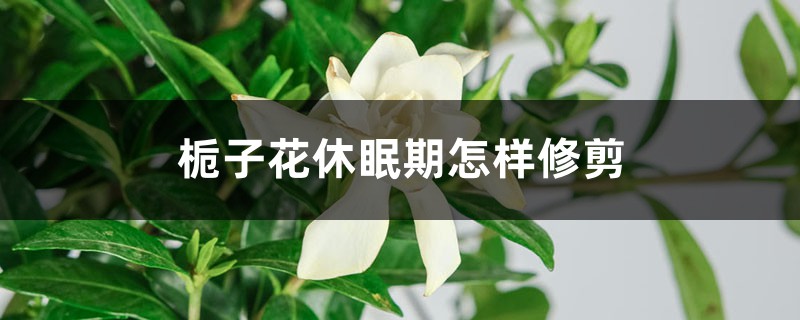 栀子花休眠期怎样修剪 栀子花休眠期怎样修剪