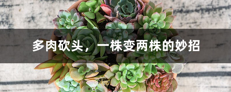 多肉砍头,一株变两株的妙招 多肉砍头,一株变两株的妙招