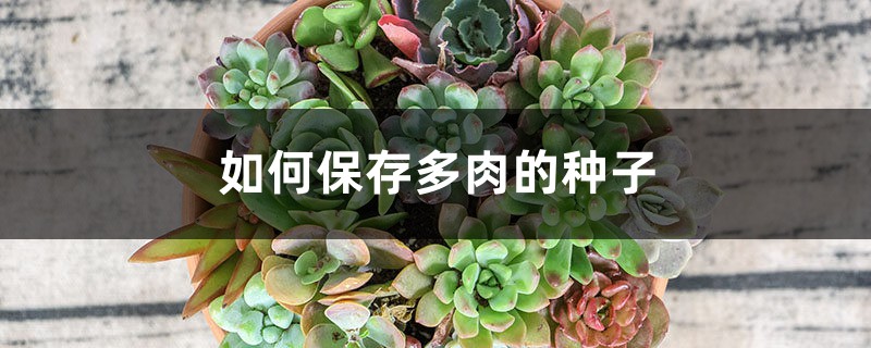 如何保存多肉的种子 如何保存多肉的种子