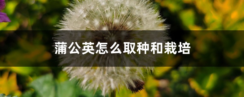 蒲公英怎么取种和栽培 蒲公英怎么取种和栽培