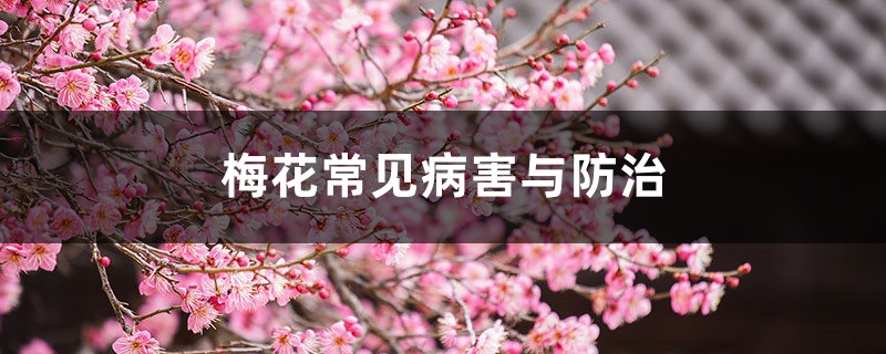 梅花常见病害与防治 梅花常见病害与防治