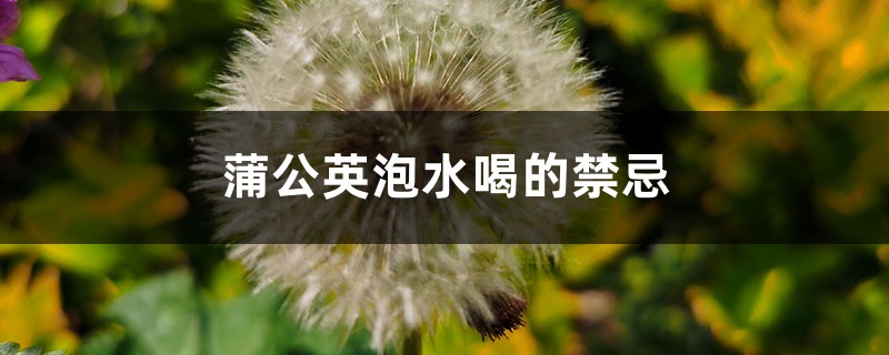 蒲公英泡水喝的禁忌 蒲公英泡水喝的禁忌