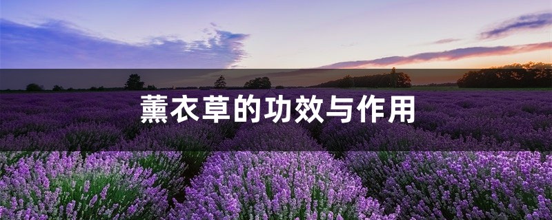 薰衣草的功效与作用 薰衣草的功效与作用
