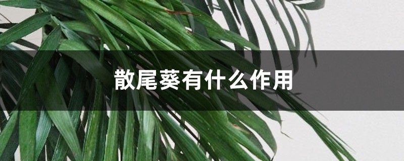 散尾葵有什么作用 散尾葵有什么作用