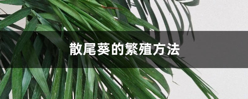 散尾葵的繁殖方法 散尾葵的繁殖方法