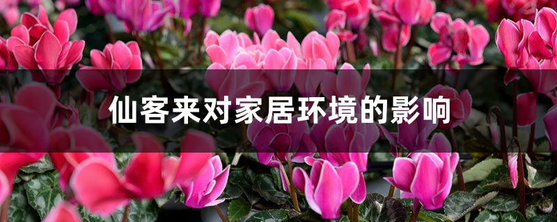 仙客来对家居环境的影响 仙客来对家居环境的影响