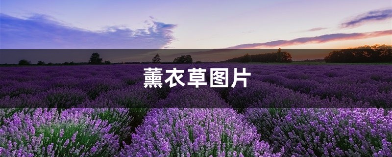 薰衣草图片 薰衣草图片
