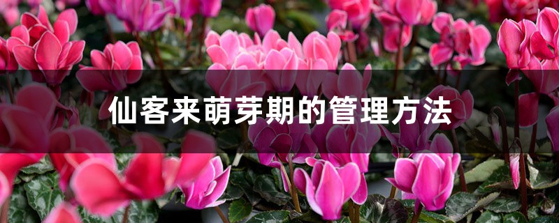 仙客来萌芽期的管理方法 仙客来萌芽期的管理方法