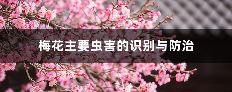 梅花主要虫害的识别与防治 梅花主要虫害的识别与防治