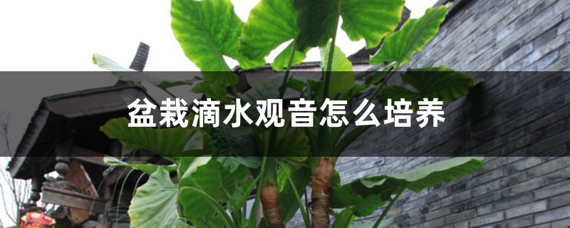 盆栽滴水观音怎么培养 盆栽滴水观音怎么培养