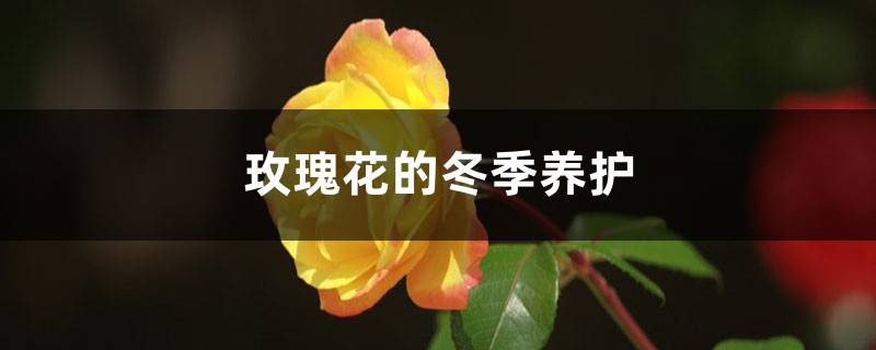 玫瑰花的冬季养护 玫瑰花的冬季养护