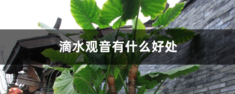 滴水观音有什么好处 滴水观音有什么好处