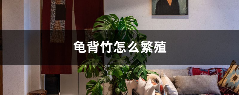 龟背竹怎么繁殖 龟背竹怎么繁殖
