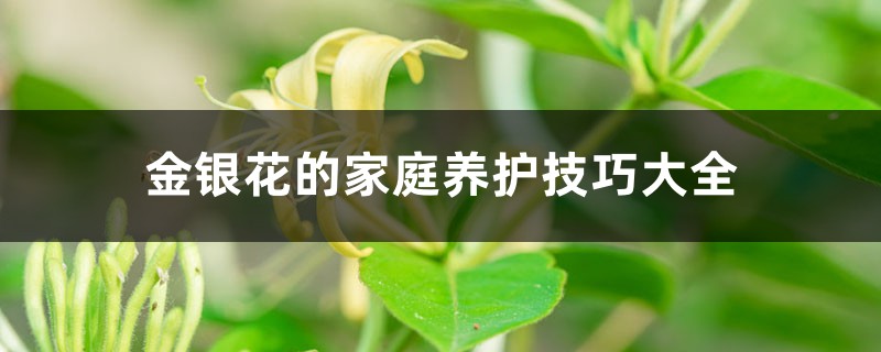 金银花的家庭养护技巧大全 金银花的家庭养护技巧大全
