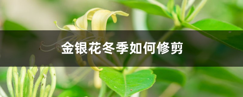 金银花冬季如何修剪 金银花冬季如何修剪