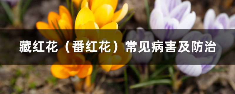 藏红花(番红花)常见病害及防治 藏红花(番红花)常见病害及防治