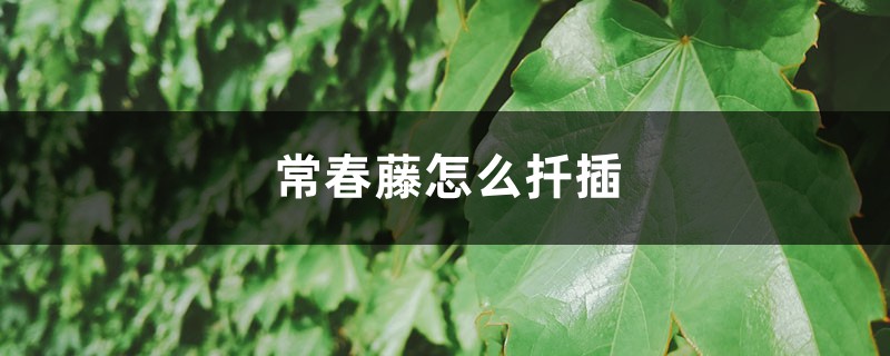 常春藤怎么扦插 常春藤怎么扦插