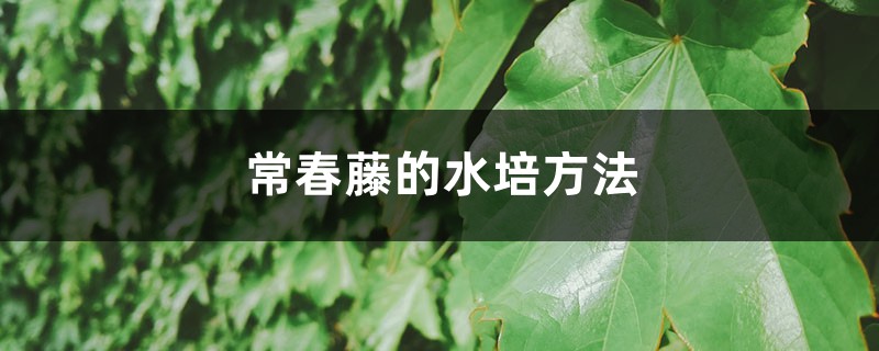 常春藤的水培方法 常春藤的水培方法