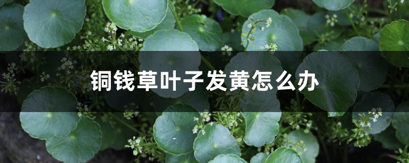 铜钱草叶子发黄怎么办 铜钱草叶子发黄怎么办