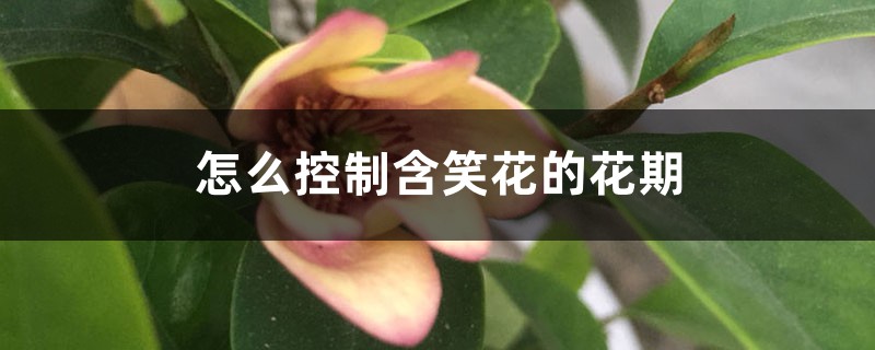 怎么控制含笑花的花期 怎么控制含笑花的花期