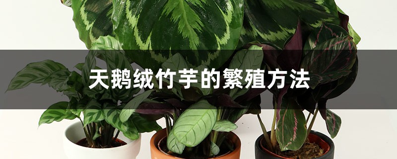 天鹅绒竹芋的繁殖方法 天鹅绒竹芋的繁殖方法