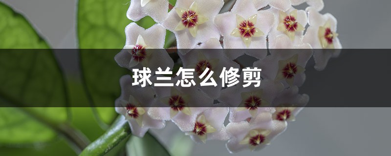球兰怎么修剪 球兰怎么修剪
