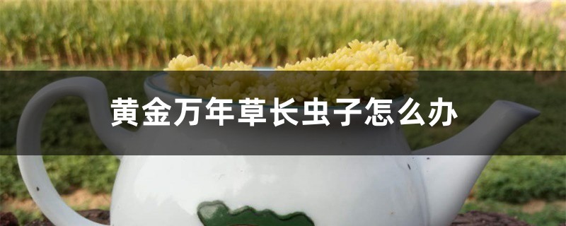 黄金万年草长虫子怎么办 黄金万年草长虫子怎么办