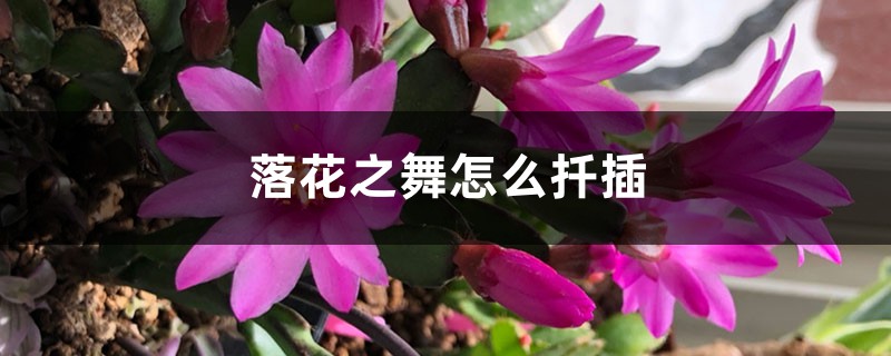 落花之舞怎么扦插 落花之舞怎么扦插