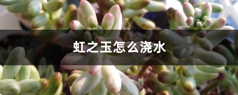 虹之玉怎么浇水 虹之玉怎么浇水