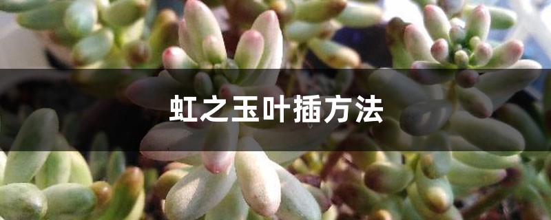 虹之玉叶插方法 虹之玉叶插方法