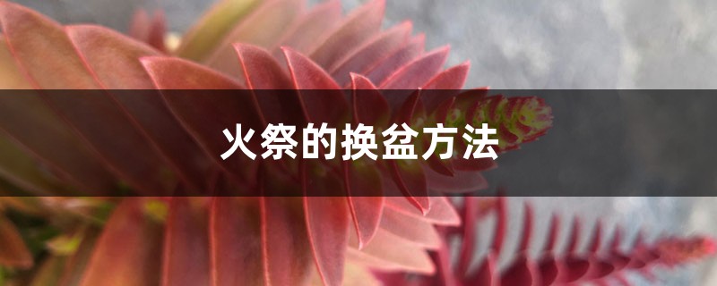 火祭的换盆方法 火祭的换盆方法