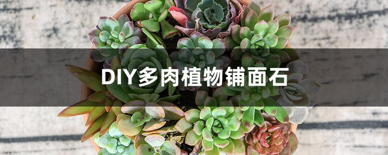 Diy多肉植物铺面石 花百科