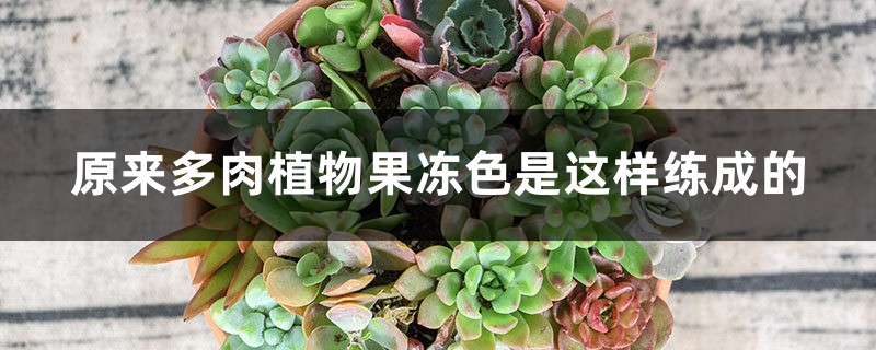 原来多肉植物果冻色是这样练成的 花百科