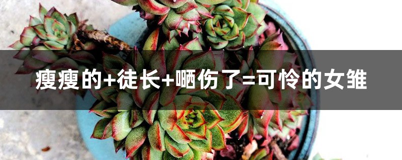 瘦瘦的+徒长+嗮伤了=可怜的女雏 瘦瘦的+徒长+嗮伤了=可怜的女雏