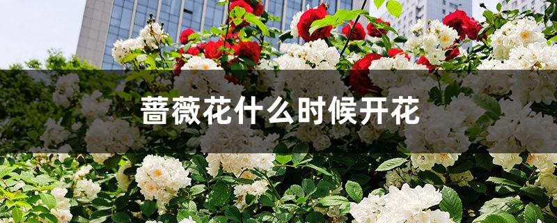 蔷薇花什么时候开花 蔷薇花什么时候开花