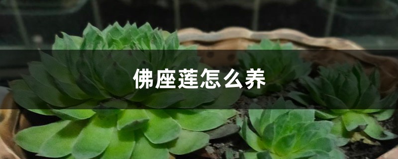 佛座莲怎么养 佛座莲怎么养
