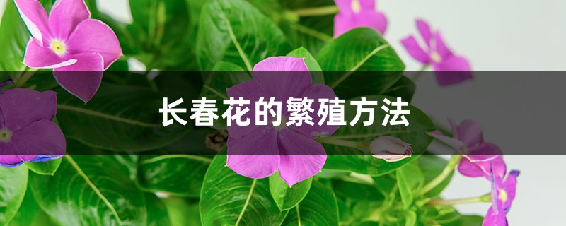 长春花的繁殖方法 长春花的繁殖方法