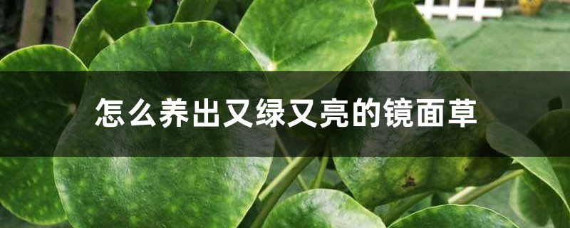 怎么养出又绿又亮的镜面草 怎么养出又绿又亮的镜面草