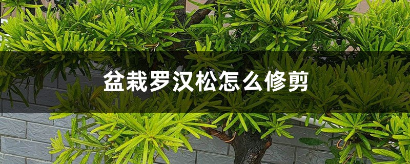 盆栽罗汉松怎么修剪 花百科
