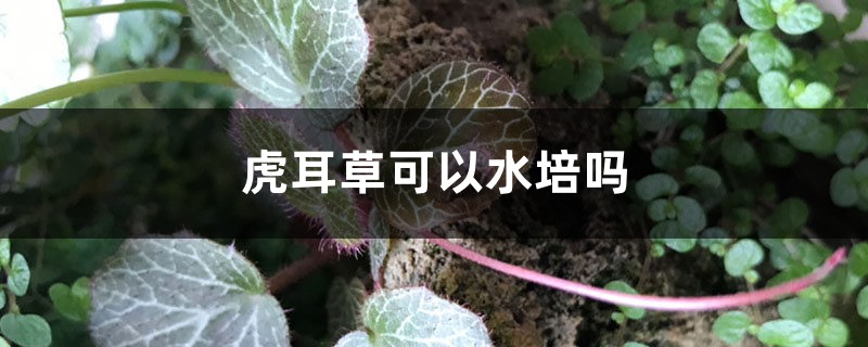 虎耳草可以水培吗 虎耳草可以水培吗